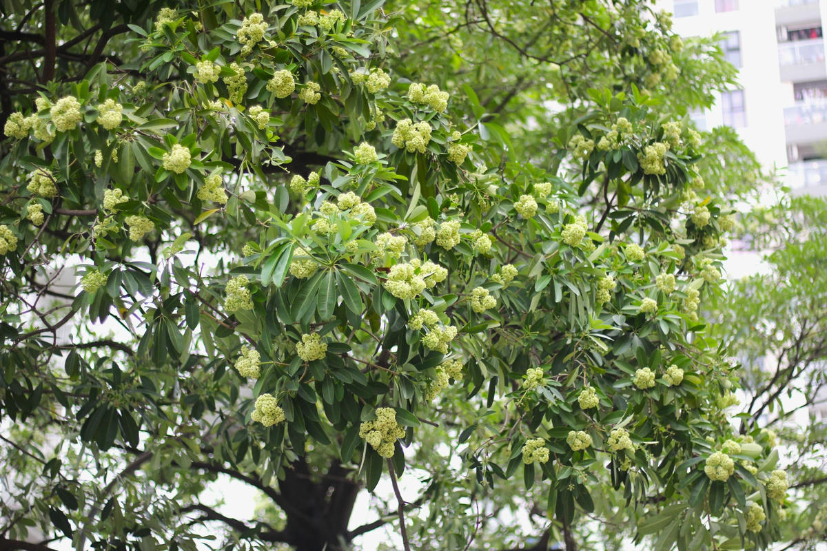 Những bông hoa li ti cứ thế bung nở, kết lại tạo nên từng chùm hoa lớn. Vào đầu tháng 10, hoa sữa sẽ bắt đầu nở rộ, phủ trắng cả một khoảng trời.