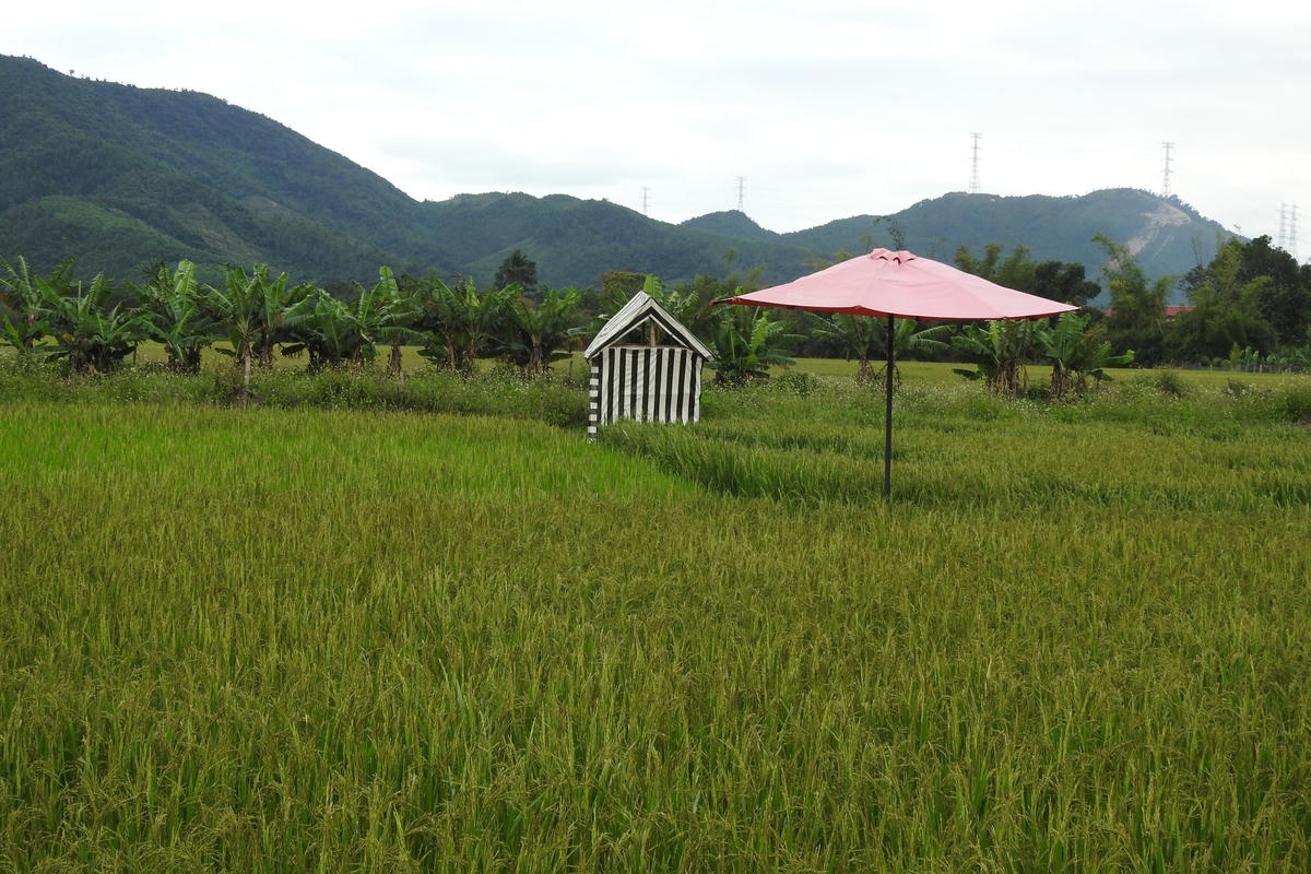 Cà phê "thơ mộng" giữa ruộng lúa. Ảnh Thanh Tùng.