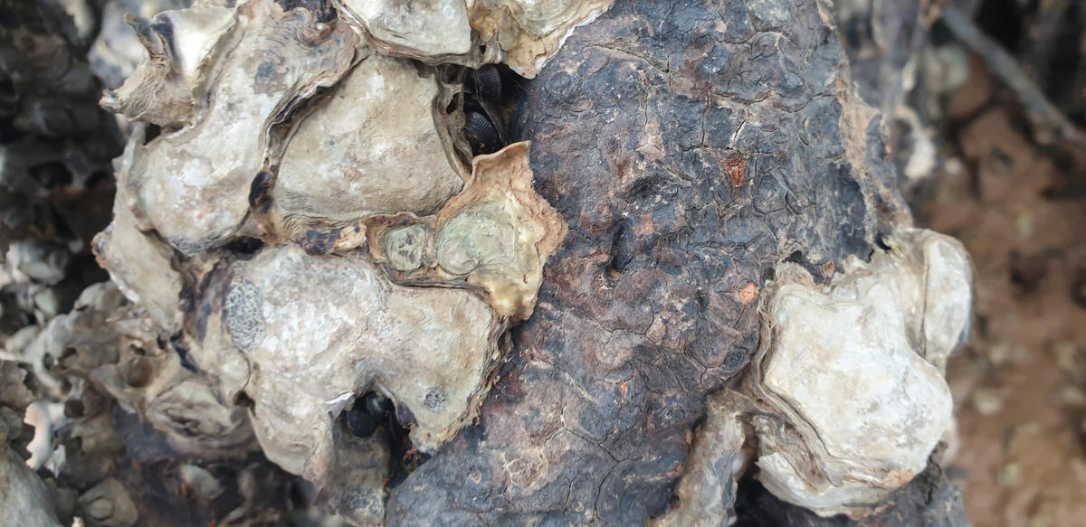 Trên những gốc cây già là các loài nhuyễn thể sống ký sinh.