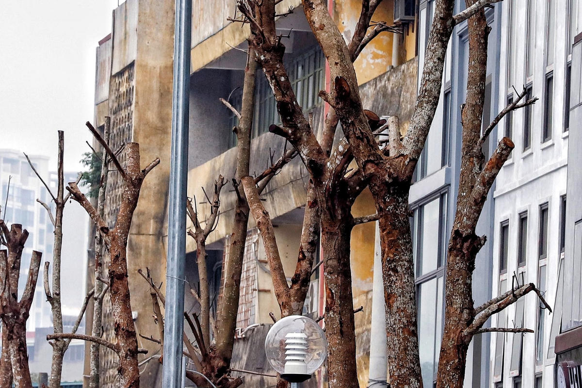 Theo ghi nhận của PV Báo Đại Đoàn Kết, hàng cây xanh của tuyến đường Huỳnh Thúc Kháng kéo dài đa phần có dấu hiệu khô héo như que củi, còn số lượng cây nảy mầm và có dấu hiệu của sự sống thì rất ít.