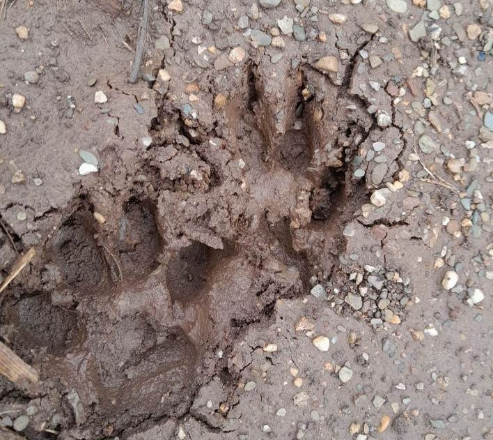 Dấu vết được cho là vết chân hổ được chụp lại.