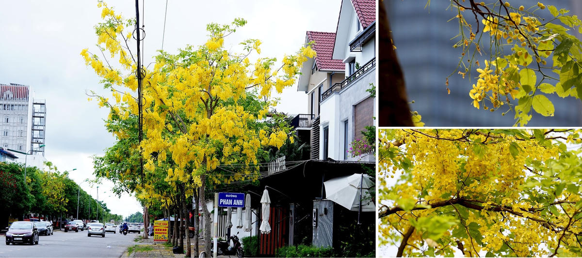 Vẻ đẹp của muồng hoàng yến giúp khung cảnh đường phố Hà Tĩnh thêm đẹp và thơ mộng. Ảnh: Cẩm Kỳ