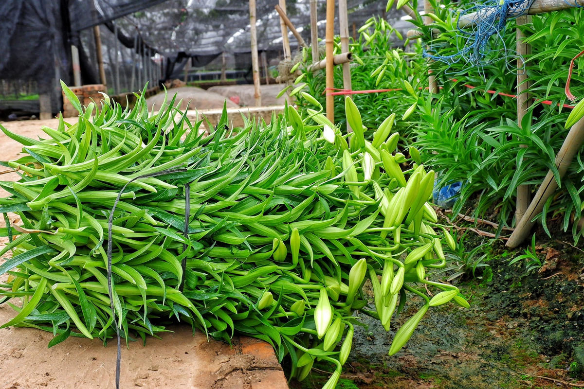 Giá hoa kèn dao động 100.000-120.000 đồng/bó (100 bông) tại ruộng.