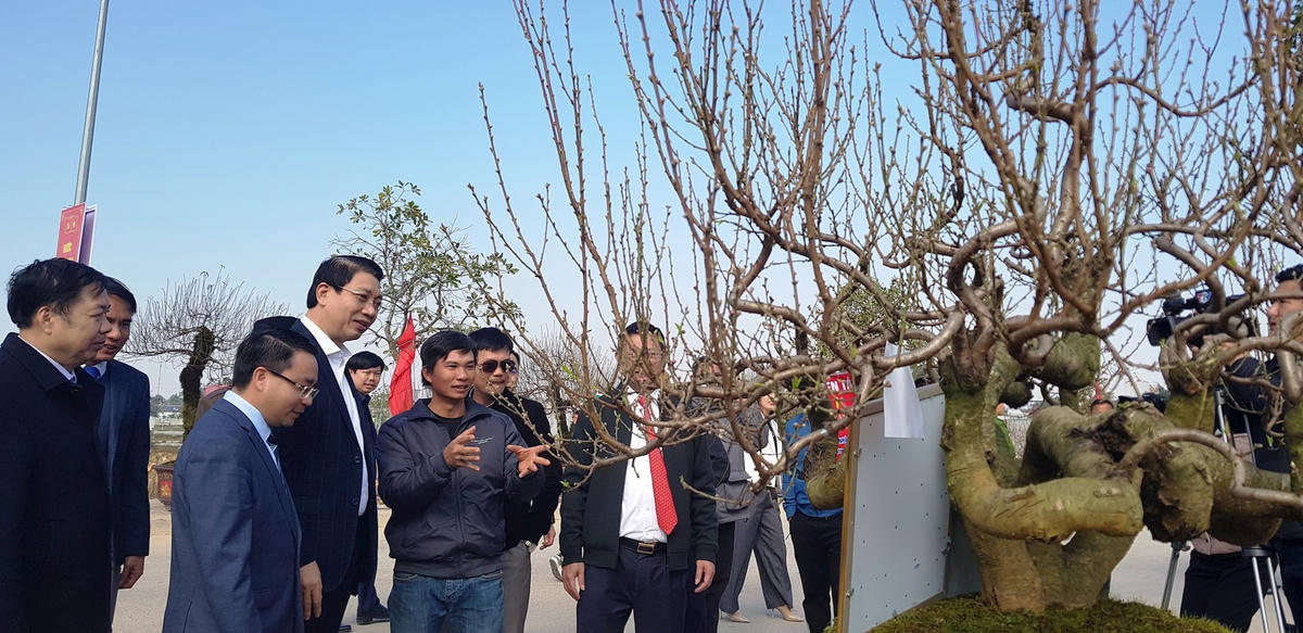 Ông Lê Đức Giang (thứ 4, từ trái qua), Phó Chủ tịch UBND tỉnh Thanh Hóa cùng các đại biểu chiêm ngưỡng một tác phẩm hoa đào đẹp tại hội chợ. Ảnh: Nguyễn Chung.