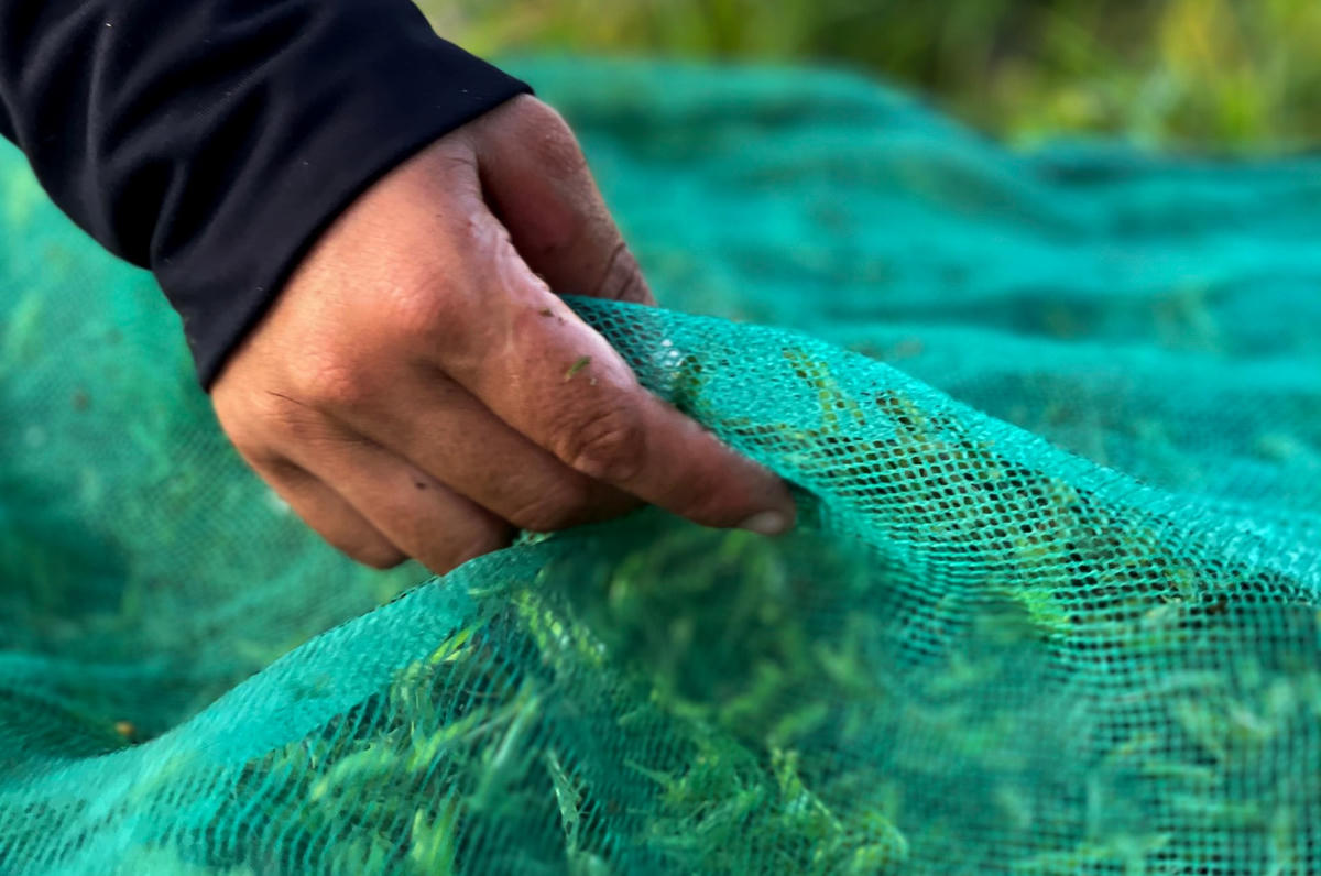 Nghề săn cào cào đang được nhiều người dân ở Nghệ An tham gia. Việc đánh bắt cào cào còn giúp bảo vệ mùa màng nên có thể coi là “lợi đơn lợi kép”.