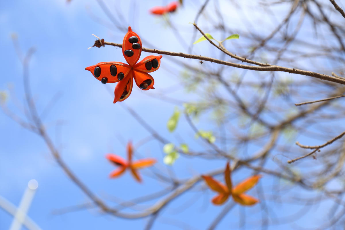 Những hạt quả này khi được rang trên lửa, ăn sẽ có vị bùi và rất ngon.