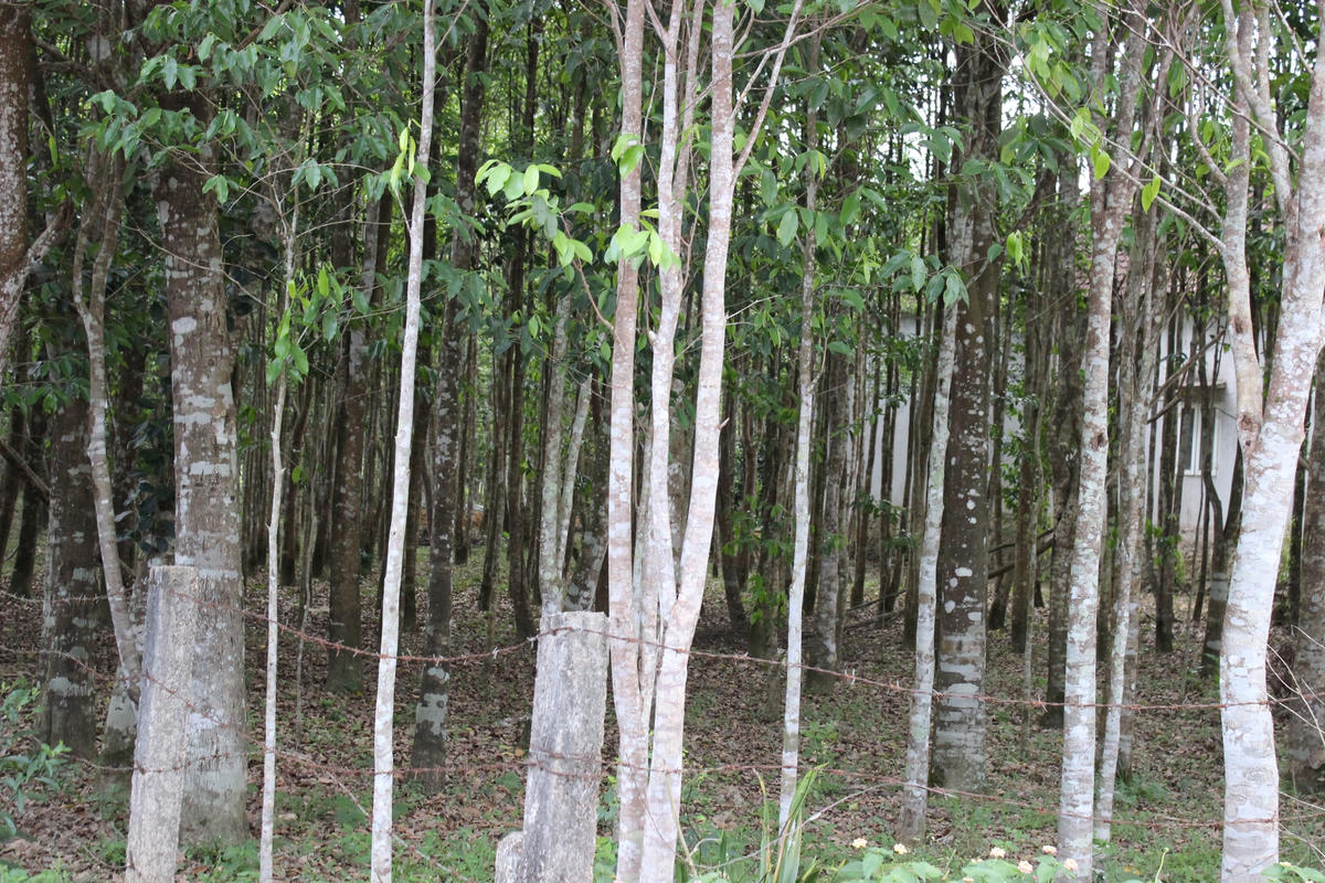 Những vườn cây dó trầm ở xã Phúc Trạch.