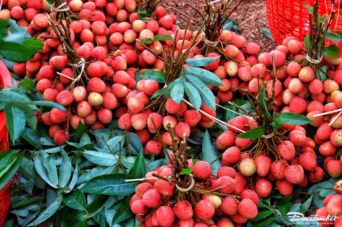 vai_thieu-le-khanh19.jpg