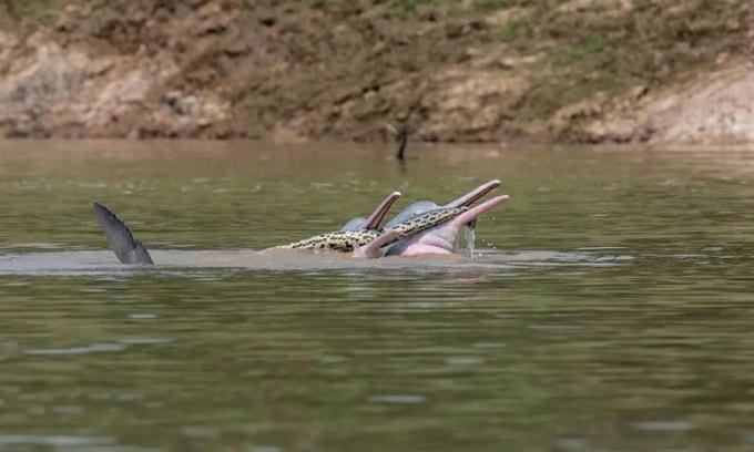 Bầy cá heo nước ngọt có hành động khó hiểu với con trăn Nam Mỹ Anaconda. Ảnh: Omar M. Entiauspe Neto.