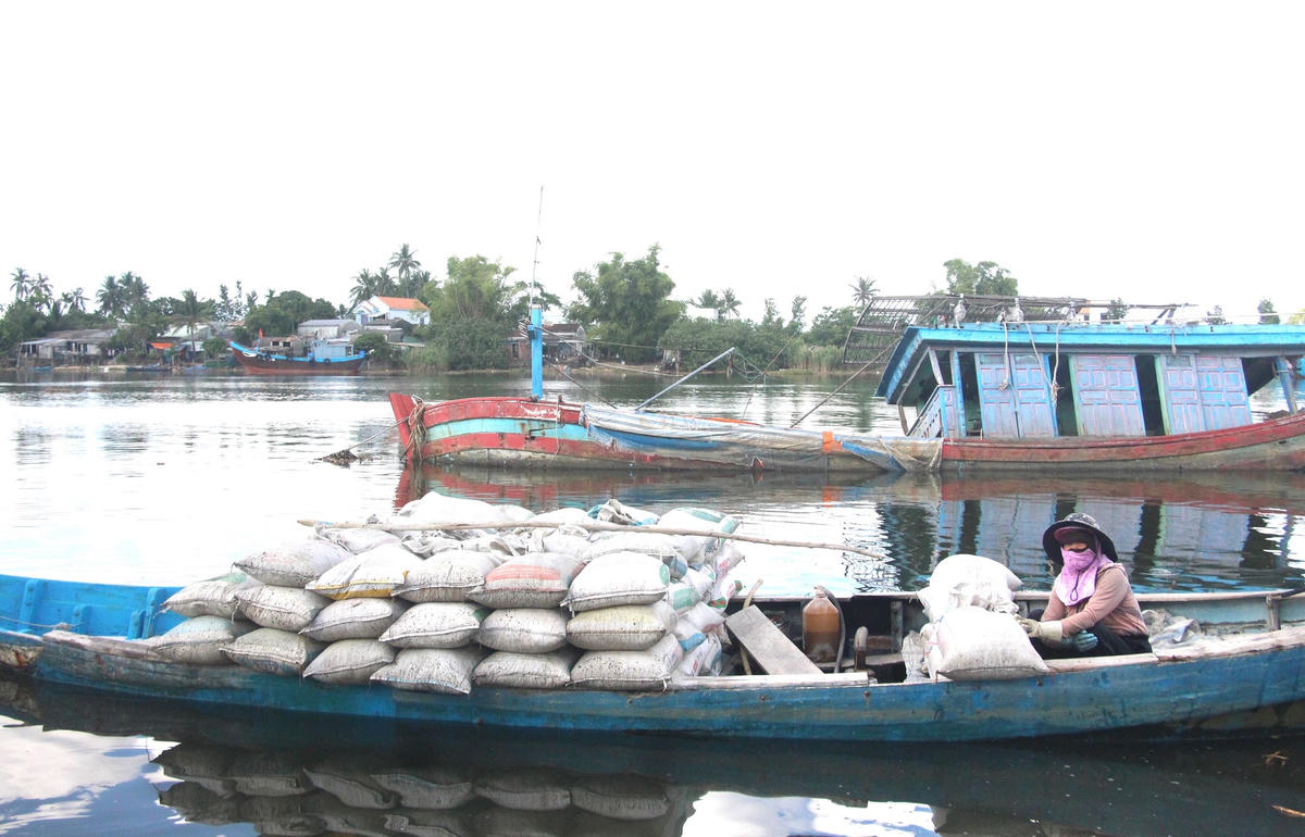 Những bao đựng hến được ghe chở đi tới hồ nuôi hải sản.