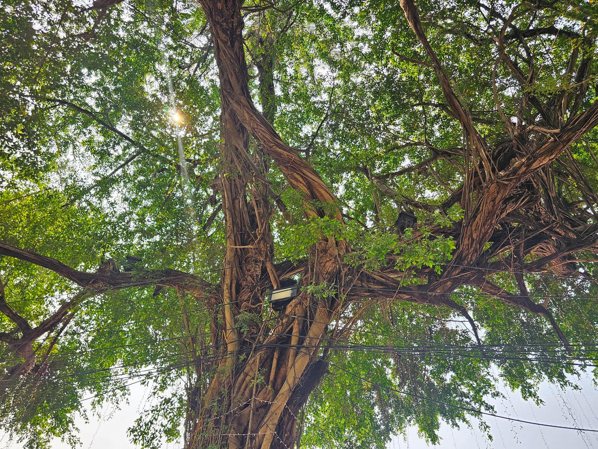 Ghi nhận của phóng viên, nhiều cây trong khuôn viên vườn hoa có tuổi đời cao với đường kính thân lớn, tán phủ rộng. Ảnh: Quốc Thanh.