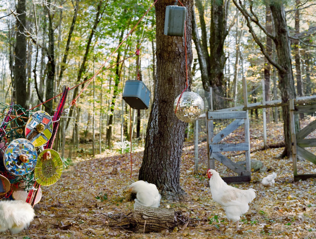 Khoảnh khắc ngẫu nhiên chụp những con gà dưới đồ vật trang trí disco Pioneer Valley, Massachusetts, 2009.