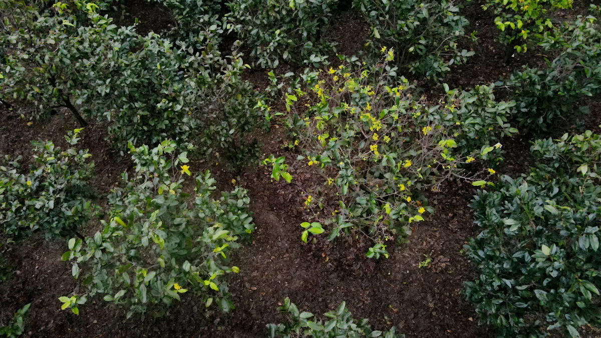 Những năm trước, dịp này các vườn mai lá đang um tùm, thế nhưng gần 3 tuần trở lại đây, mai bắt đầu có hiện tượng rụng lá, một số gốc đã nở hoa bung.