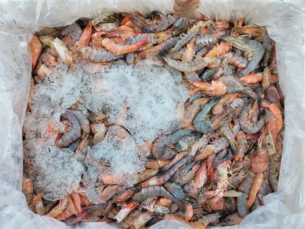 Tất cả số tôm được đựng trong 6 thùng xốp và không có biện pháp bảo quản.