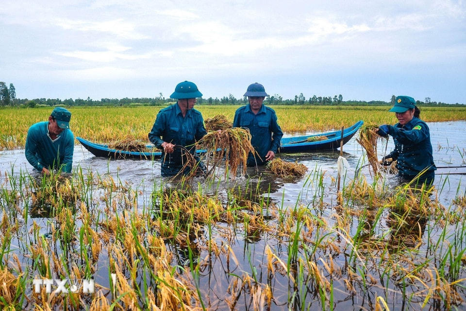 Dân quân tự vệ xã Khánh Bình Đông, huyện Trần Văn Thời, tỉnh Cà Mau, giúp người dân gặt lúa, khắc phục hậu quả ngập úng do mưa lớn kéo dài, tháng 10/2020. (Ảnh: Huỳnh Anh/TTXVN)