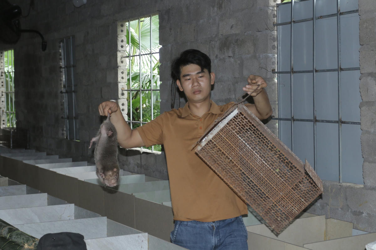 Anh Ý đang có 2 trang trại nuôi dúi với quy mô hơn 500 con.