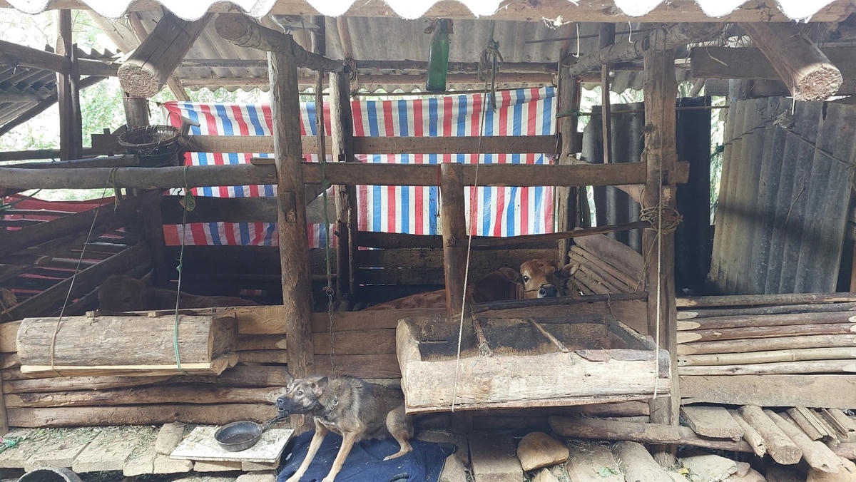 Nhiều người dân ở thôn Ngài Lủng đã biết và đã có điều kiện làm chuồng trại tránh rét cho gia súc.