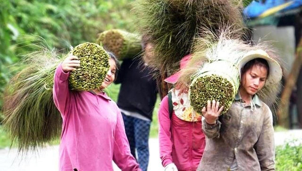 Người dân xã Sơn Long, huyện Sơn Tây, tỉnh Quảng Ngãi đi hái “lộc rừng”.