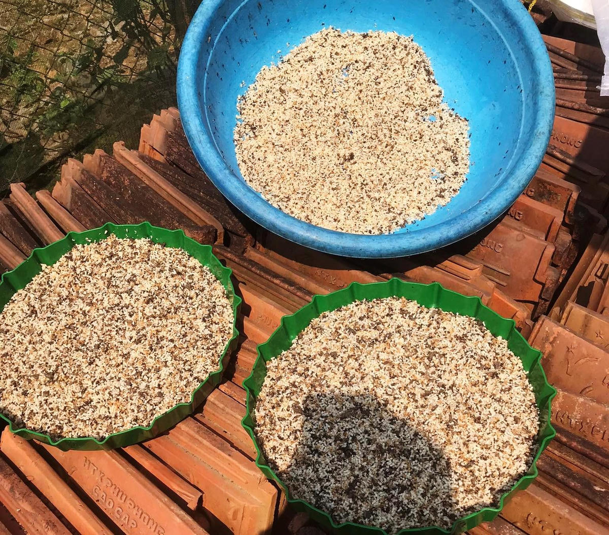 Gần 1 giờ đồng hồ, anh Huy và những người bạn đã thu hoạch được khá nhiều trứng kiến.