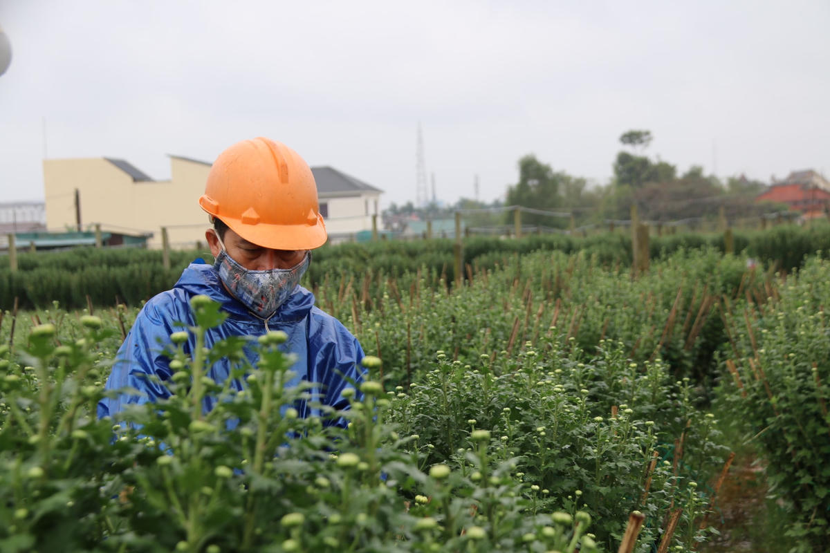 Người dân An Lạc ‘đội mưa’ tất bật chăm sóc hoa Tết
