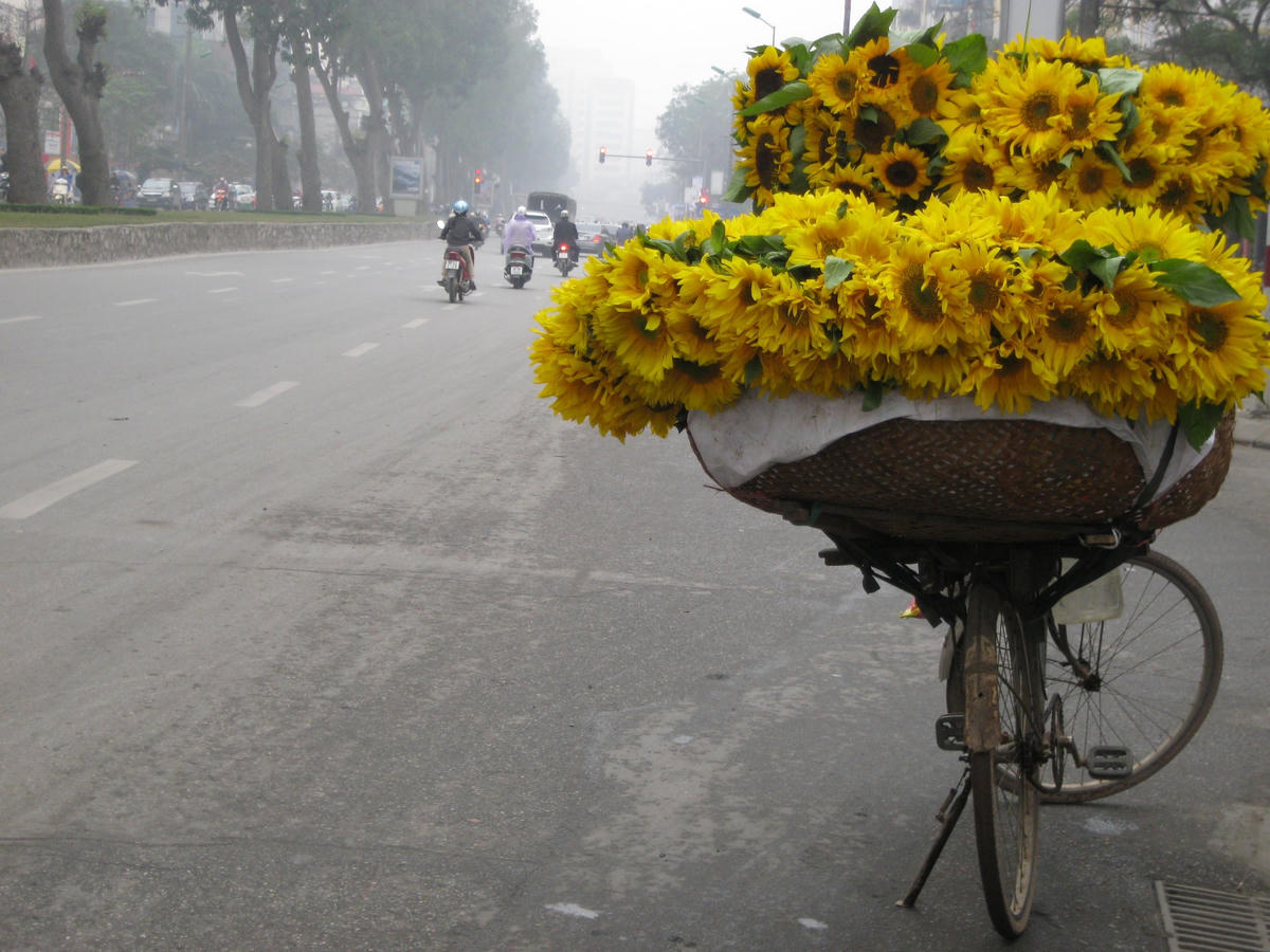 Nhìn xe hoa là biết Hà Nội đang ở mùa nào.