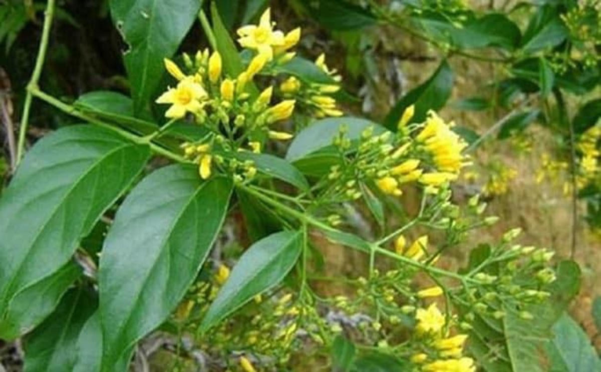 Lá ngón mọc ở miền núi Quảng Nam. (Ảnh MXH)