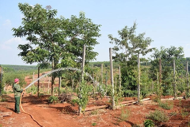 Đầu tư phát triển giảm tỷ lệ hộ nghèo đồng bào DTTS và miền núi.  