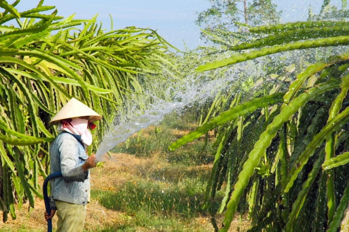 Một số hộ nông dân vẫn cầm cự, cố gắng giữ vườn thanh long với hy vọng tăng giá trở lại.