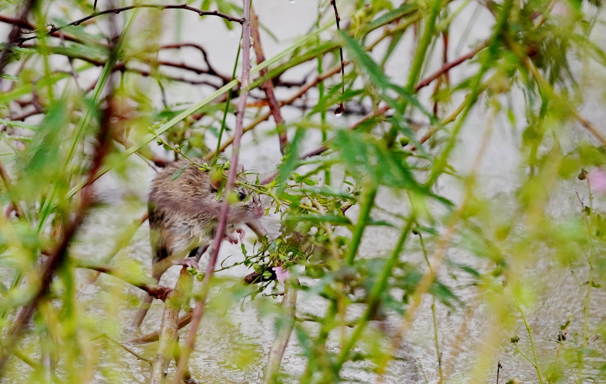 Một con chuột sau khi bị rượt đuổi đã bơi ra trú ngụ tại một cành cây gần bờ. Ảnh: Cẩm Kỳ