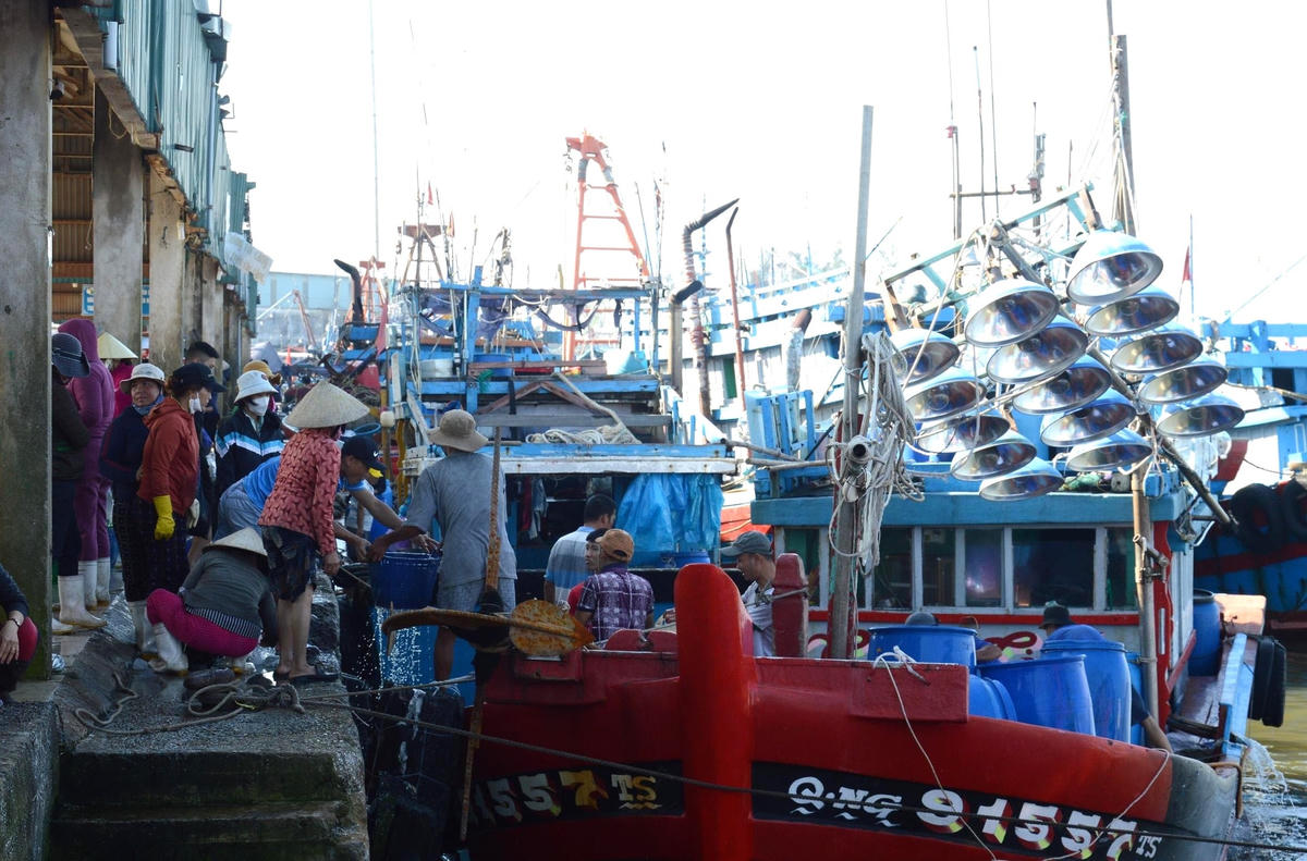 Thương lái thu mua cá cơm tại cảng Tịnh Kỳ.