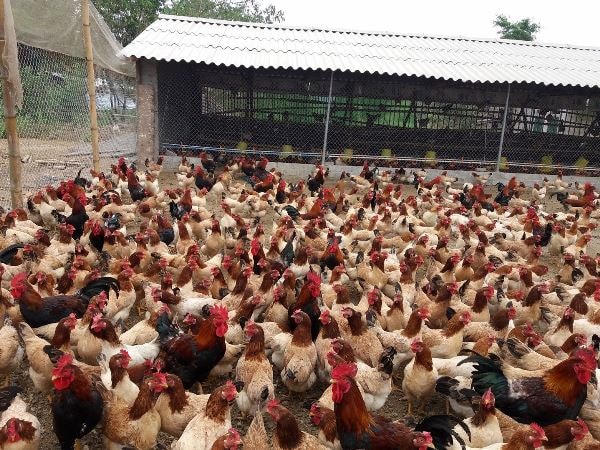 gà Yên Thủy 16-3