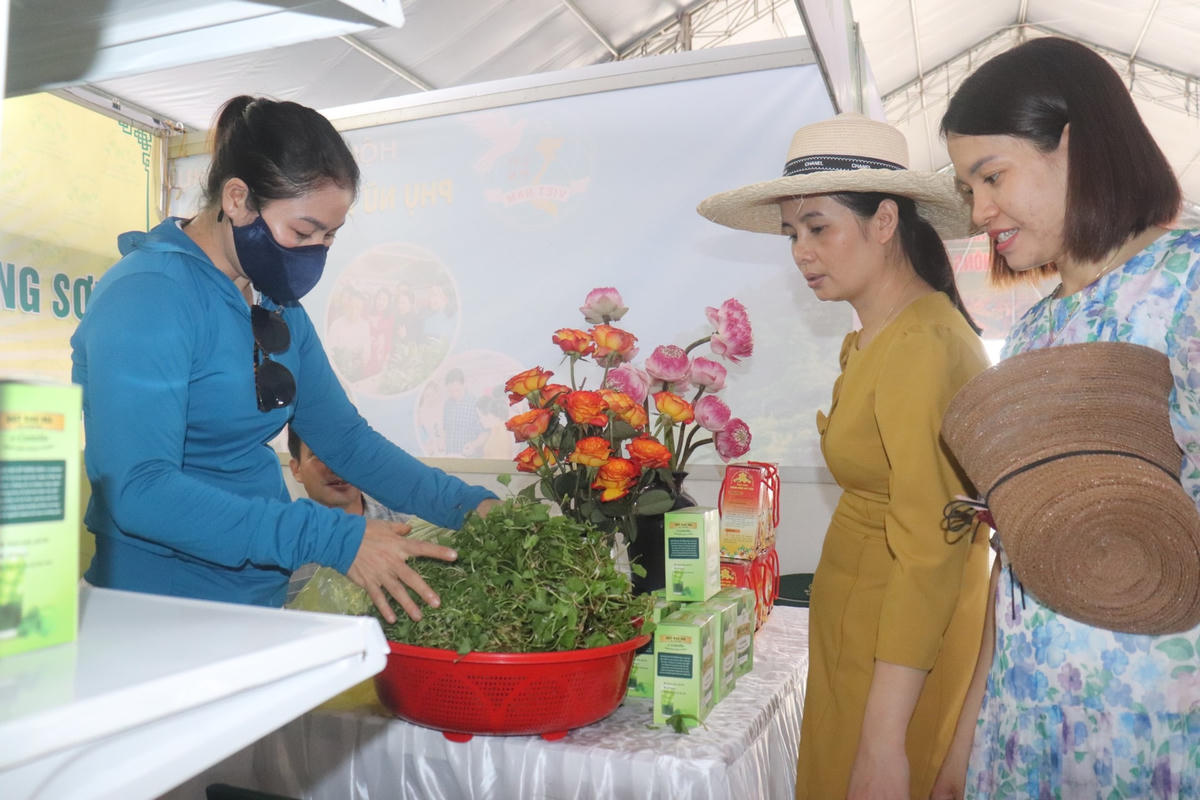 Rau má và sản phẩm từ rau má là đặc sản của xứ Thanh, nhận được sự quan tâm lớn từ người dân. Ảnh: Đình Minh