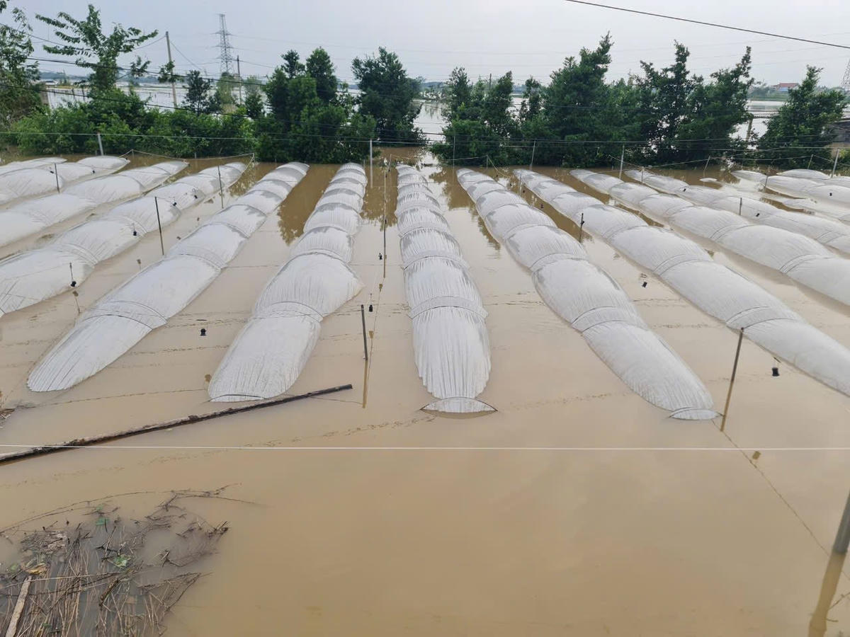 Hầu hết trong số 305 ha cây, hoa, rau màu của xã Mỹ Tân (TP Nam Định) đang trong tình trạng bị ngập sâu, do ảnh hưởng của lũ sông Hồng.