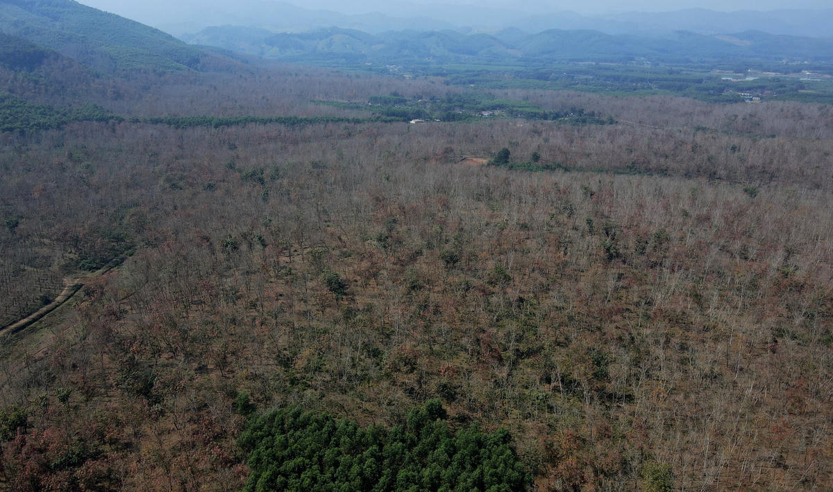 Tại cùng một khu vực, tùy vào tuổi của cây cao su mà màu sắc lá cũng khác nhau. Với những cây còn non, chỉ vừa trồng khoảng 1 - 2 năm, lá vẫn còn xanh, chưa rụng hoàn toàn.