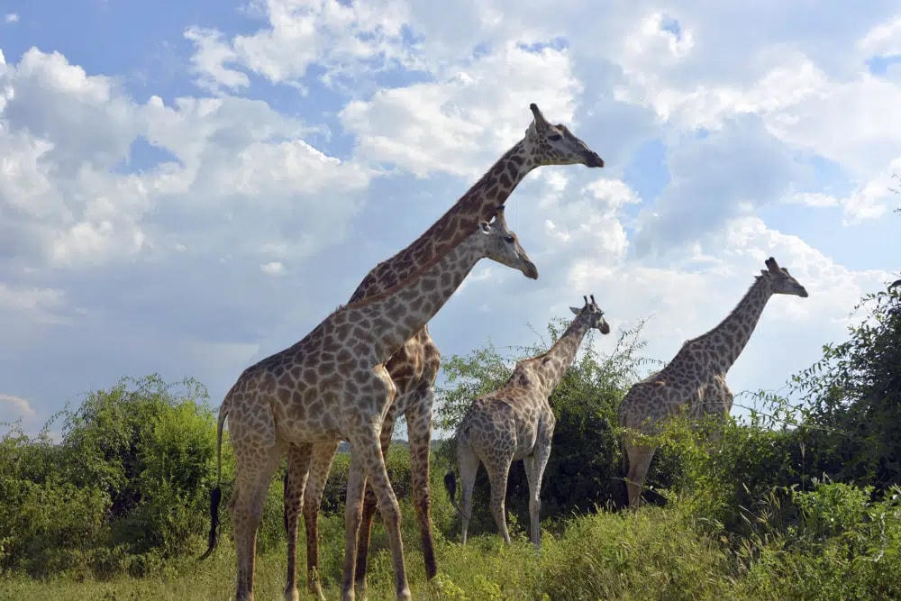 Hươu cao cổ đi lang thang trong Công viên quốc gia Chobe ở Botswana. Ảnh: AP.