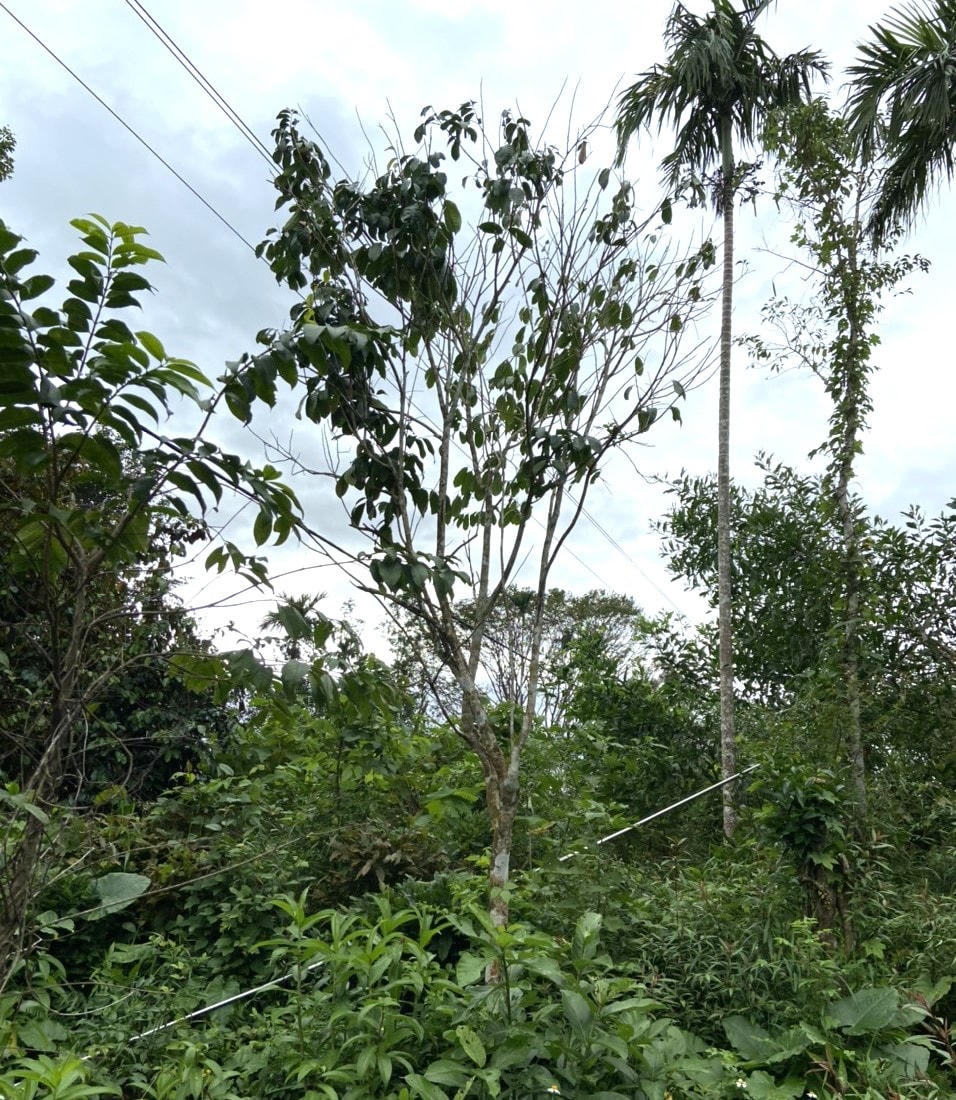 Nơi ông H. bị điện giật tử vong.