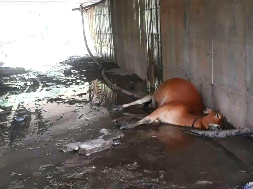 Bò bị điện giật chết do sự cẩu thả trong việc đấu nối điện của Công ty Đông Bắc.