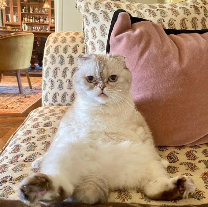 Olivia Benson hiện là chú mèo giàu nhì thế giới: Ảnh: Instagram Taylor Swift  