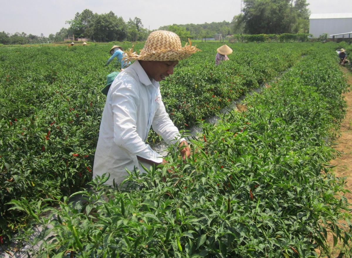 Tỉnh Trà Vinh tập trung đầu tư phát triển kinh tế - xã hội cho vùng đồng bào dân tộc thiểu số và miền núi. Ảnh: Phương Nghi.