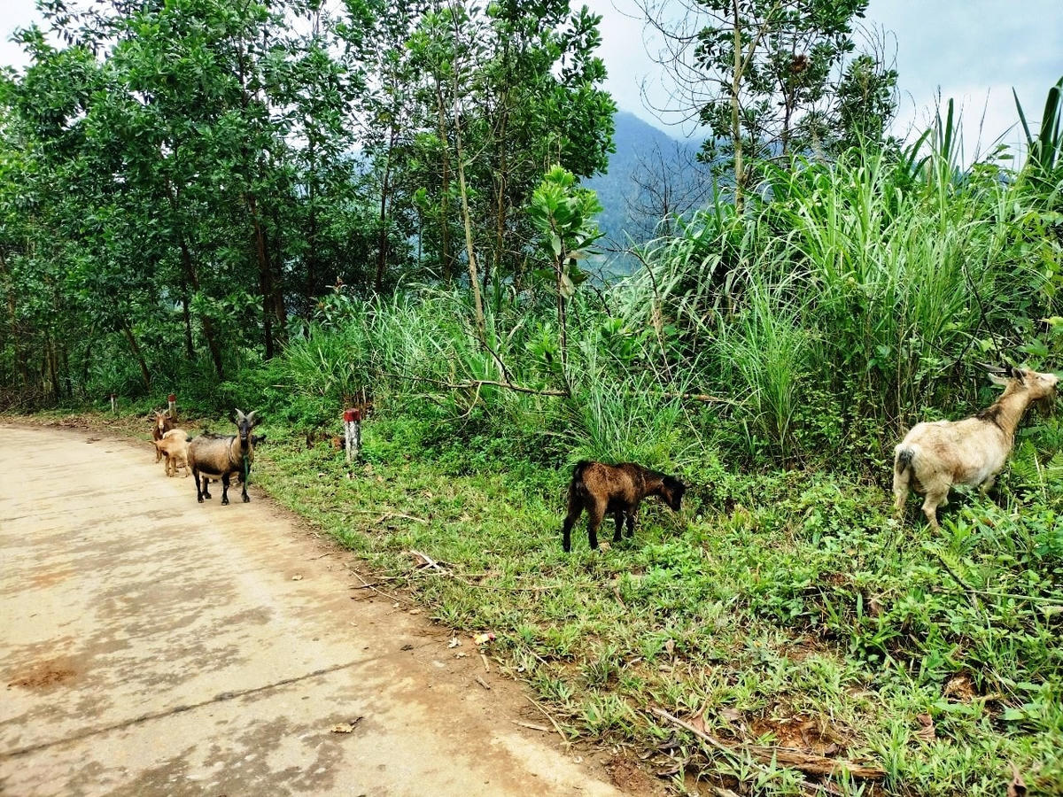 Người dân chăn nuôi gia súc phát triển kinh tế.  