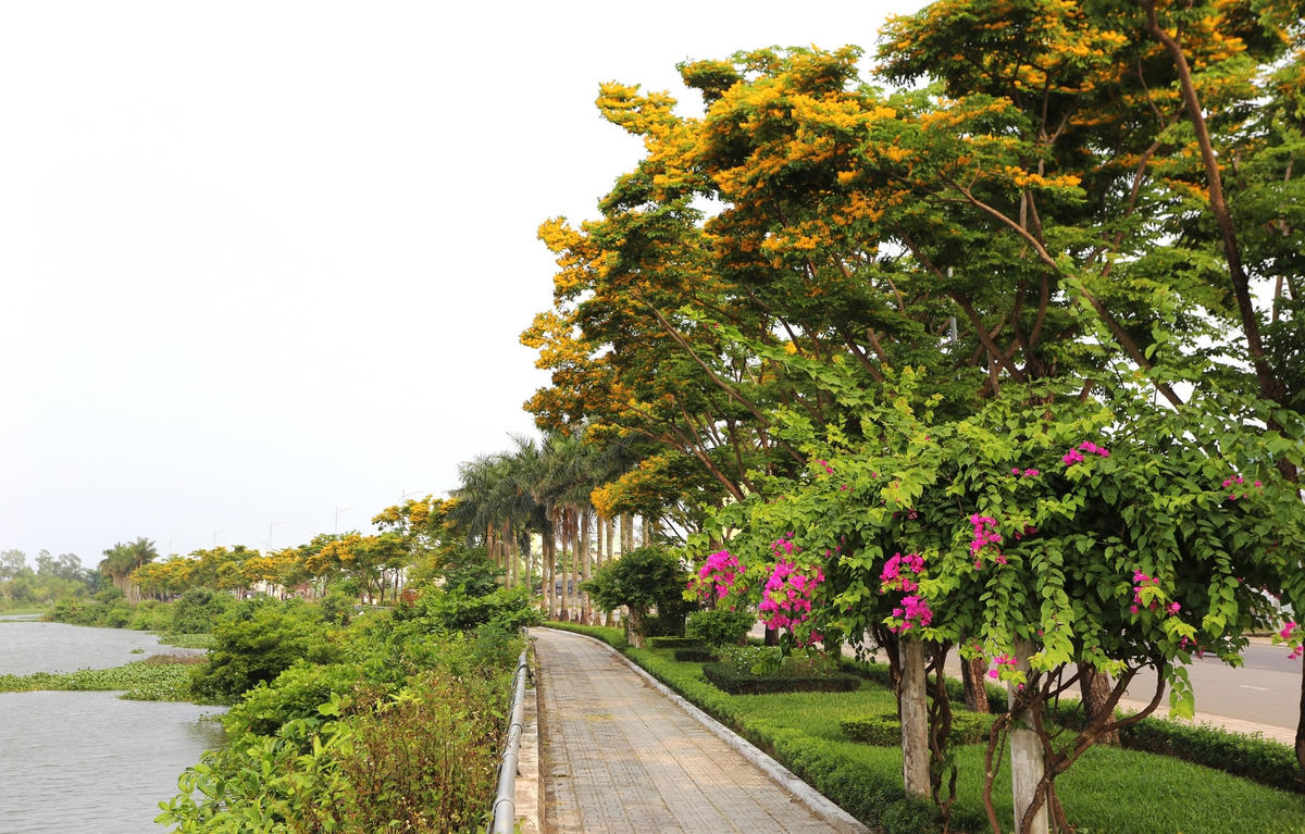 Hàng sưa ở đường Bạch Đằng, TP Tam Kỳ đang nở rộ.