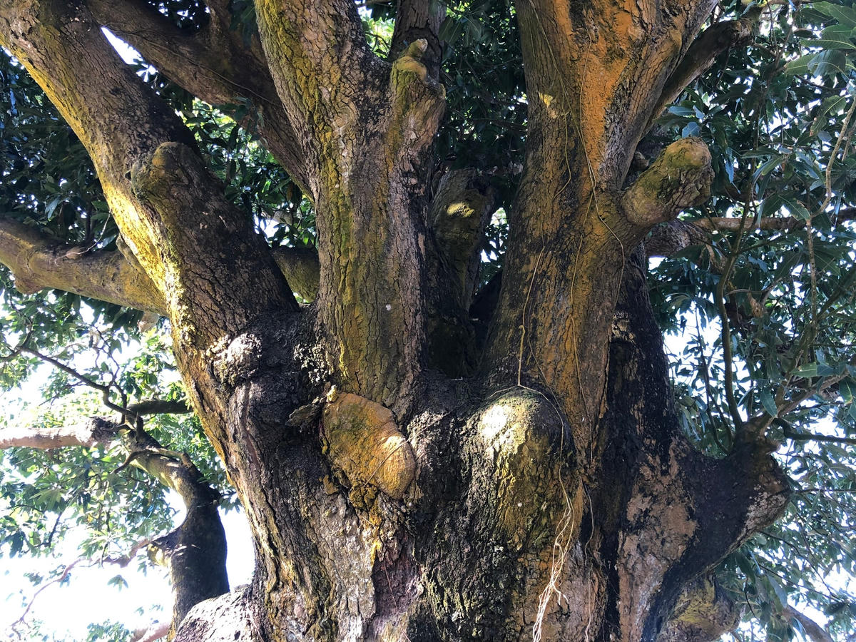 Thân cây xoài có đường kinh khổng lồ.