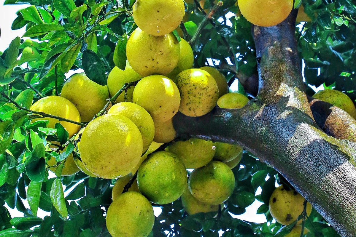 Anh Hoàng Chính chủ vườn bưởi cảnh tại Văn Giang, Hưng Yên cho biết, nhà vườn đang sở hữu hơn 300 gốc bưởi to nhỏ có giá từ vài chục triệu đến vài trăm triệu đồng.