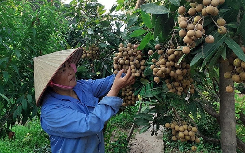 Sau nhiều nỗ lực, nhãn Việt đã chinh phục thị trường Nhật Bản.