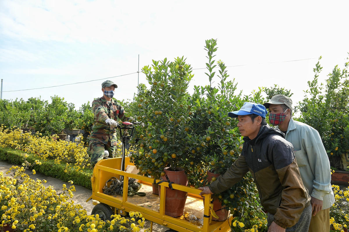 Các nhà vườn đang tất bật chuẩn bị quất mang ra thị trường phục vụ người dân.
