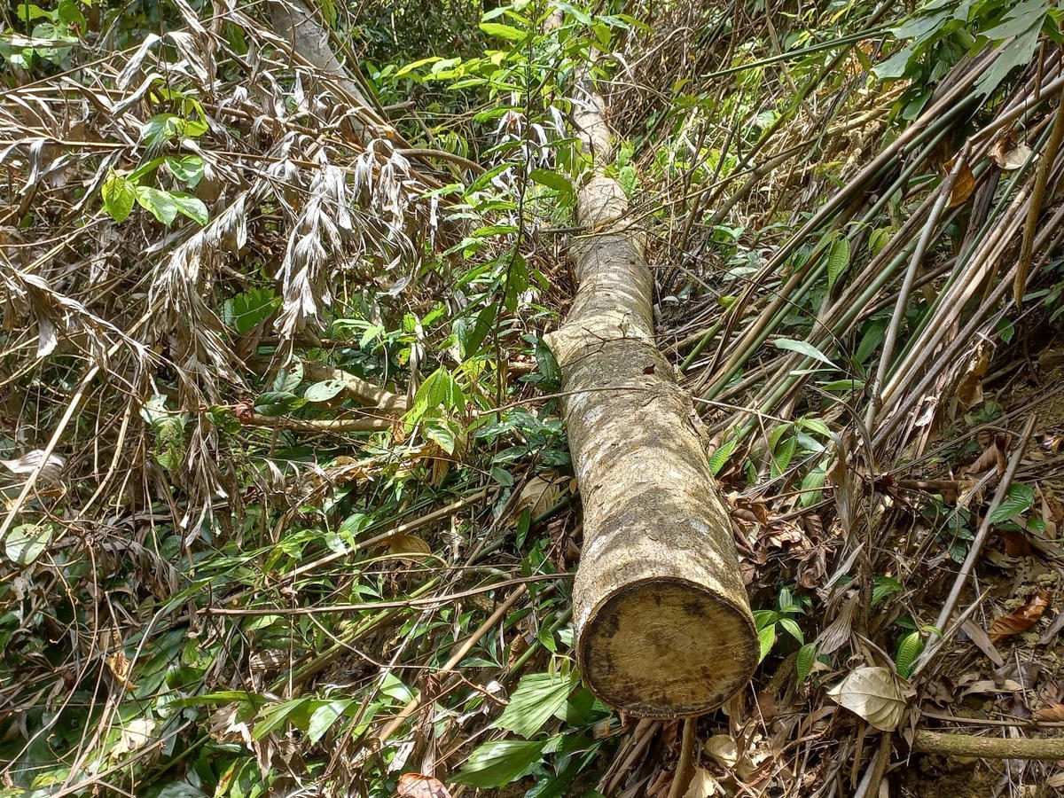 Nhiều khúc gỗ được bỏ lại tại hiện trường.