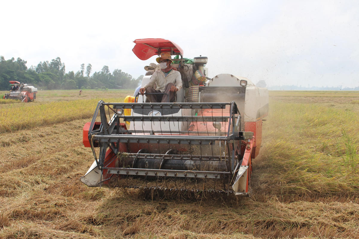 Người nông dân có cơ hội tiếp cận nguồn vốn không lãi suất để phục vụ sản xuất lúa chất lượng cao.