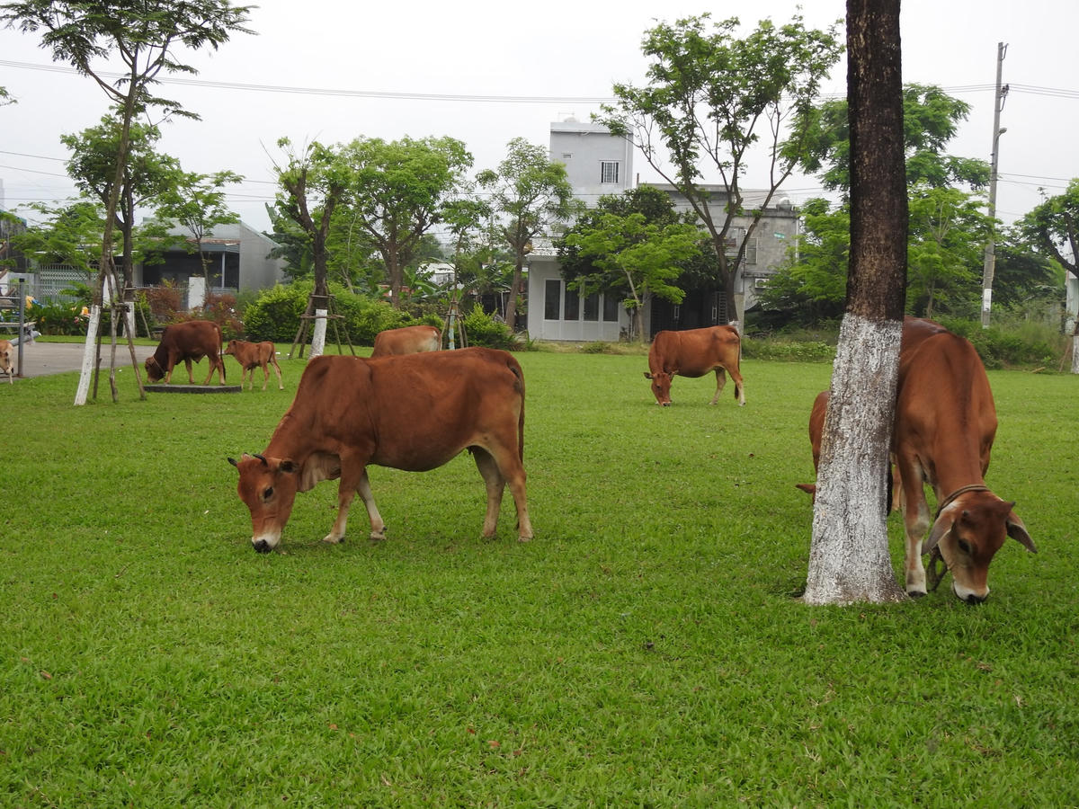 Thản nhiên ăn cỏ do Công ty cây xanh Đà Nẵng trồng trong khuôn viên khu chung cư Bệnh viện ung bướu (ảnh chụp ngày 6,7/4). Ảnh Bình Nguyên.