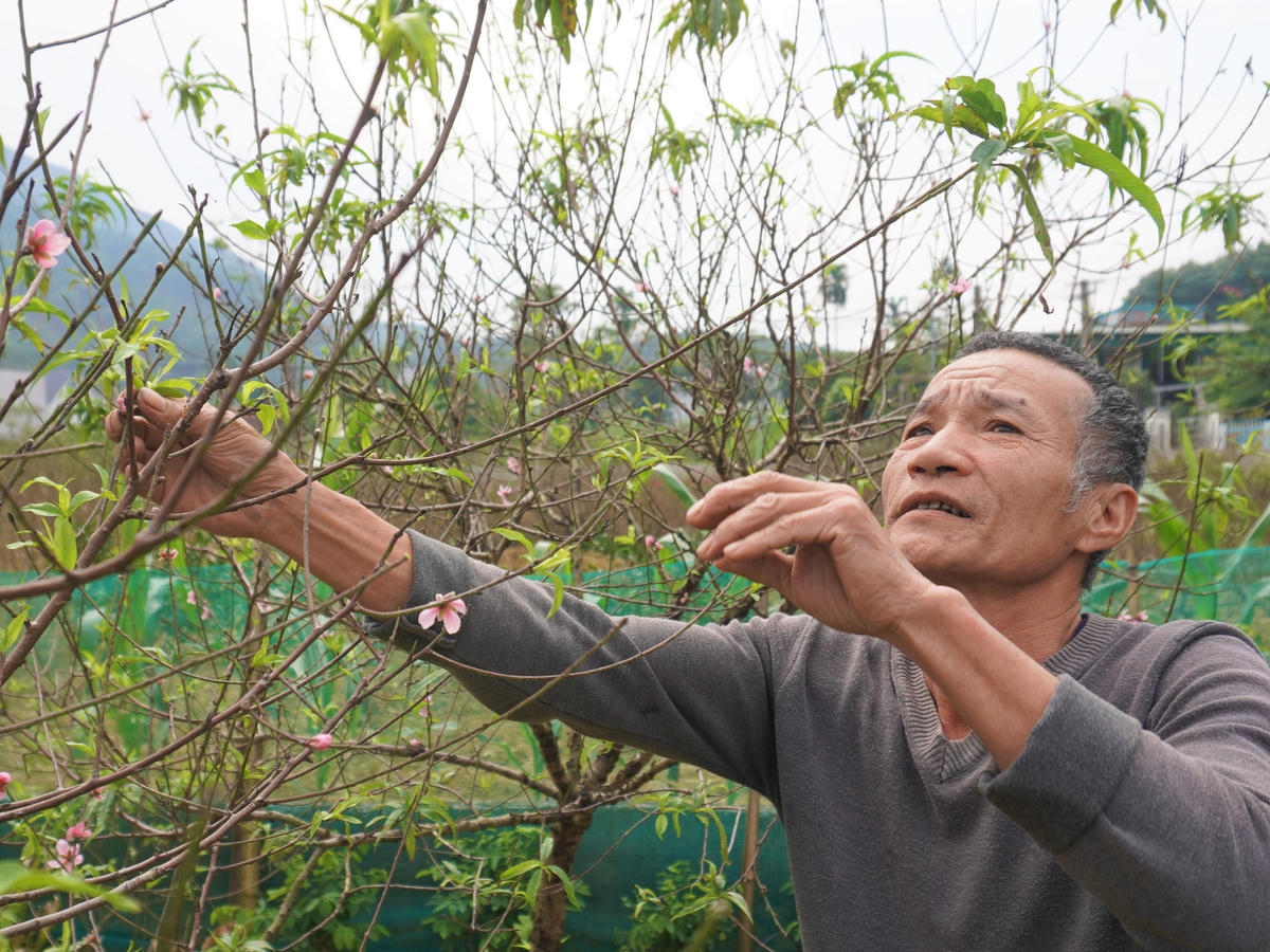 Ông Quách Văn Hùng (58 tuổi, trú thôn 5 xã Xuân Du) cho biết, nhà ông trồng gần 1.000 cây đào trên diện tích 6 sào đất. “Từ đây đến Tết, nếu trời không rét sâu thì nguy cơ người trồng đào mất Tết”, ông Hùng nói