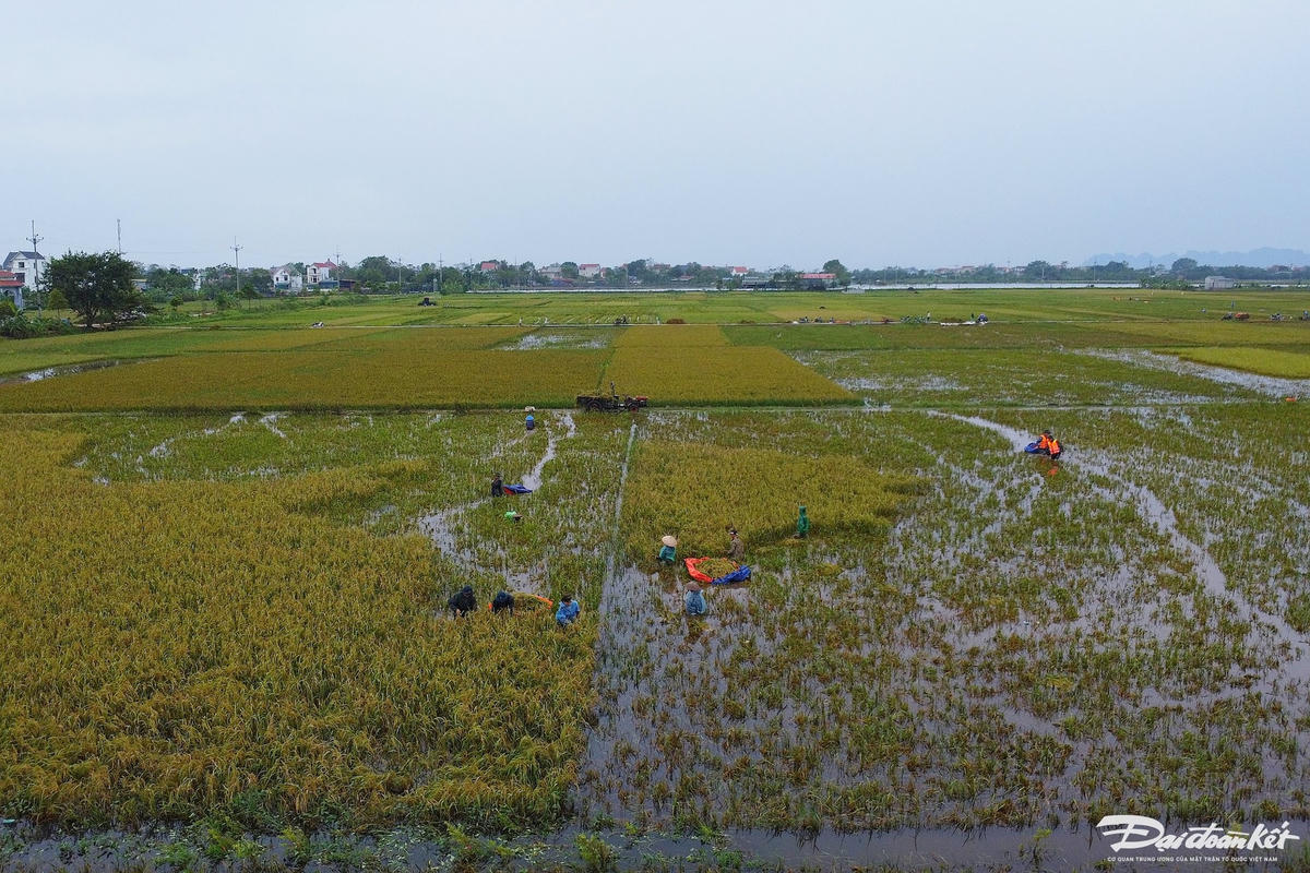 bo_doi_gat_lua-le-khanh14.jpg